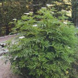 草本接骨木 草本接骨木