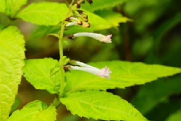 光柄筒冠花 光柄筒冠花