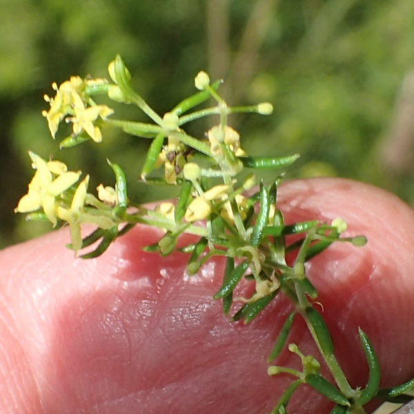Galium capense