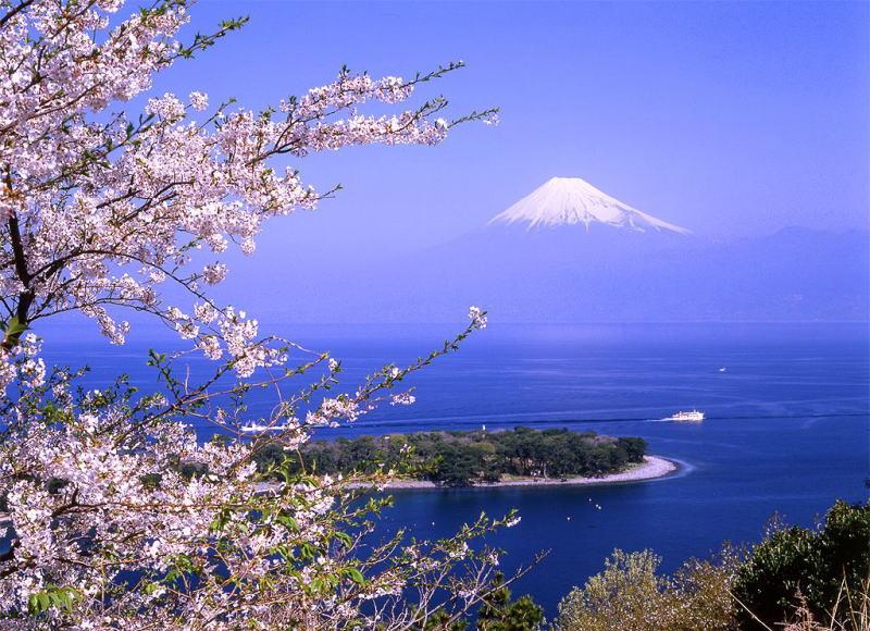 富士山 櫻花