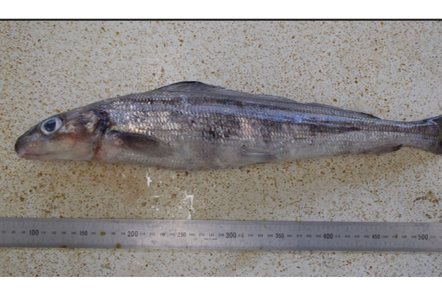 長背魚屬 長背魚屬