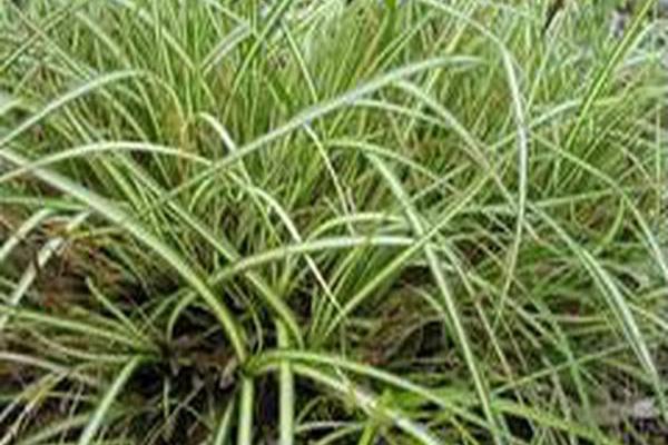 Carex morrowii \x27Variegata\x27 Carex morrowii \x27Variegata\x27