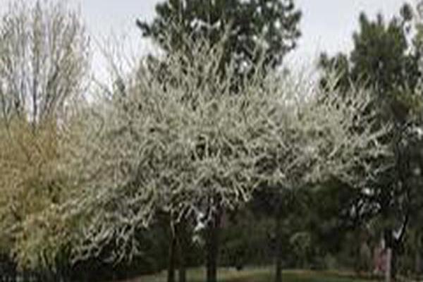 Cercis canadensis f. alba \x27Royal White\x27 Cercis canadensis f. alba \x27Royal White\x27
