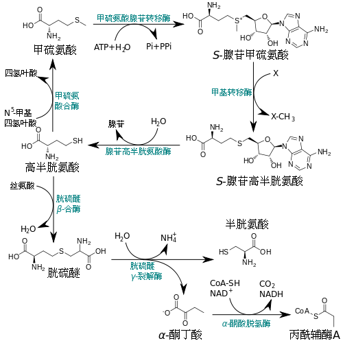 高半胱氨酸的合成和降解