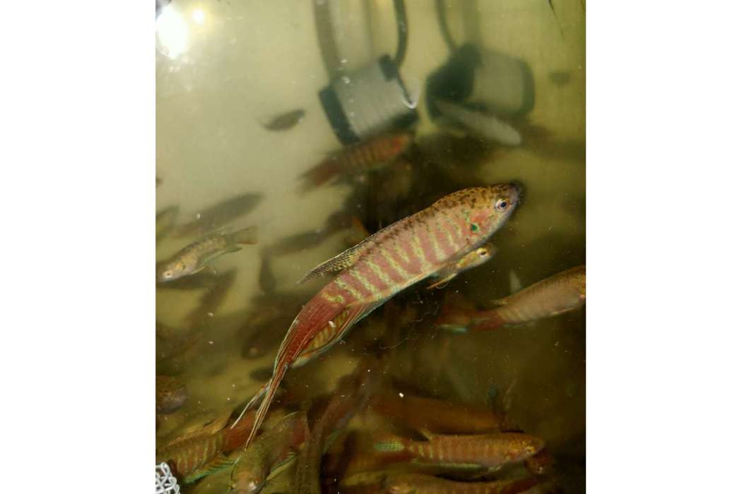 克氏畸鬥魚 克氏畸鬥魚