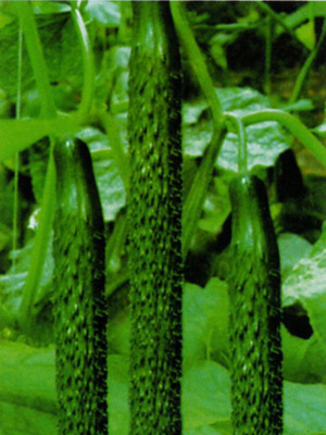 線雜1號 線雜1號
