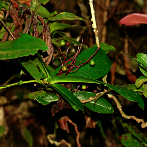Tapeinosperma aragoense