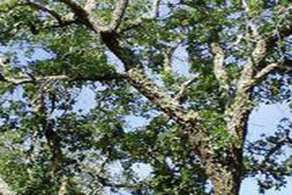 Quercus suber