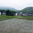 胡坦村(浙江省溫州市甌海區澤雅鎮下轄村) 胡坦村(浙江省溫州市甌海區澤雅鎮下轄村)