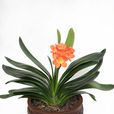 君子蘭(自然植物)