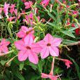 花菸草 花菸草