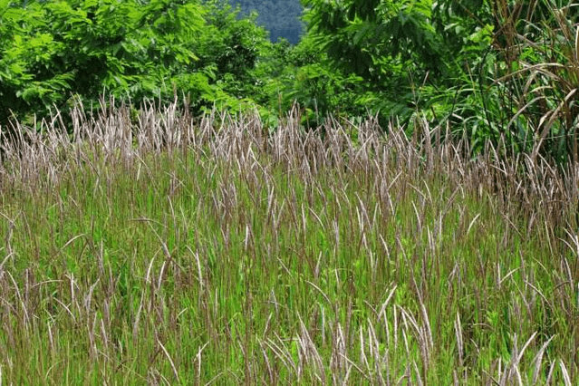 田野孀草 田野孀草
