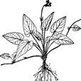 光葉堇菜 光葉堇菜