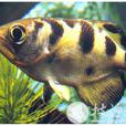 高射炮魚 高射炮魚