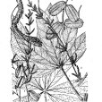 小花刺薯蕷 小花刺薯蕷