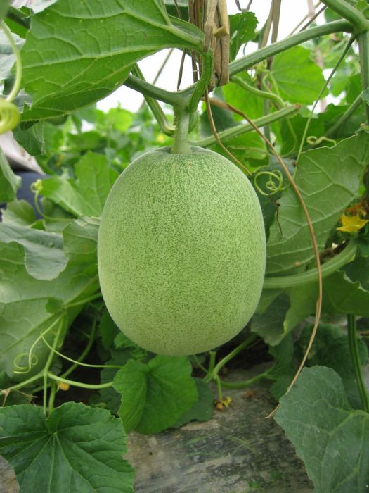 香蜜900 香蜜900