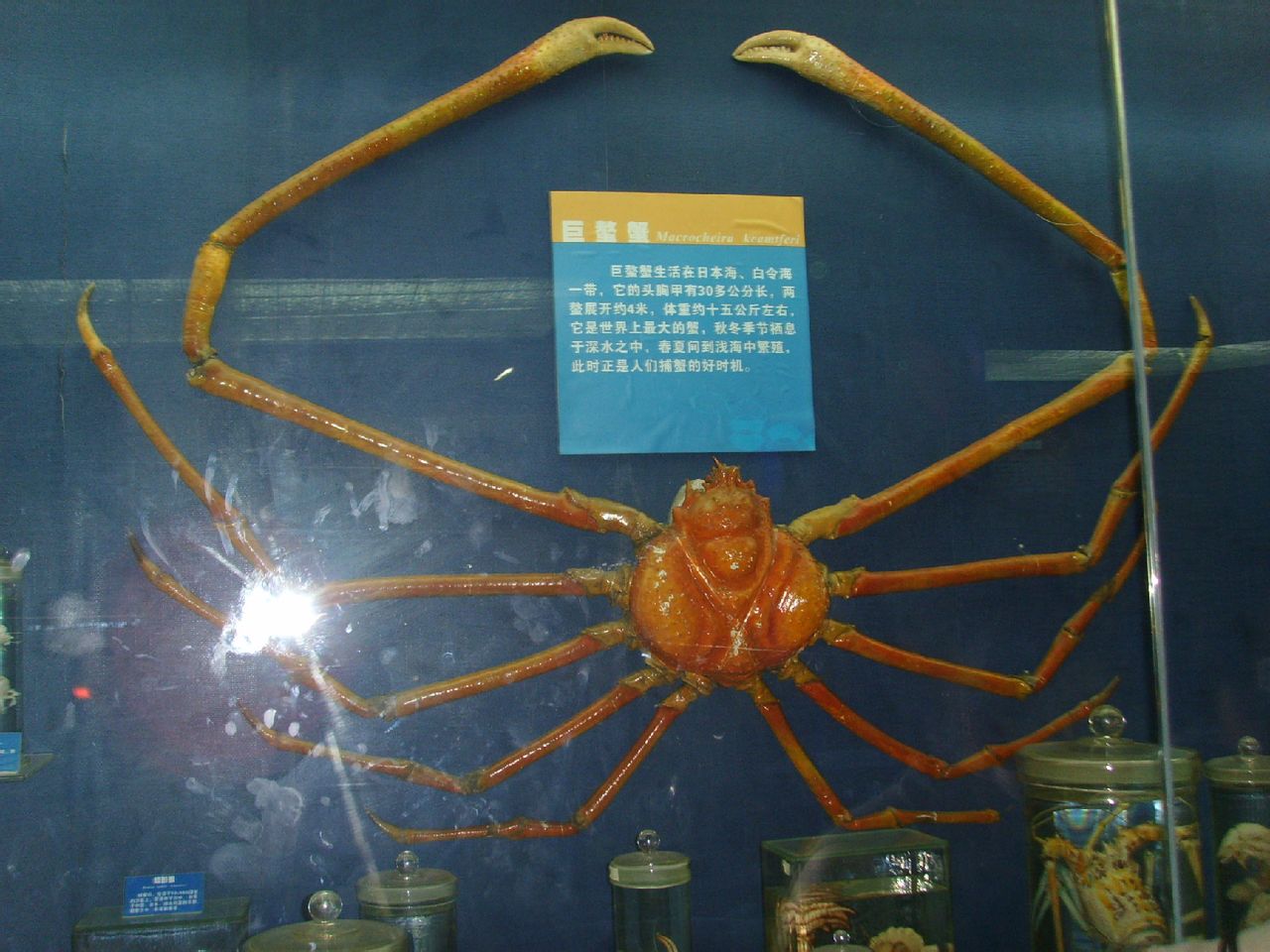 甘氏巨螯蟹（Macrocheira kaempferi）