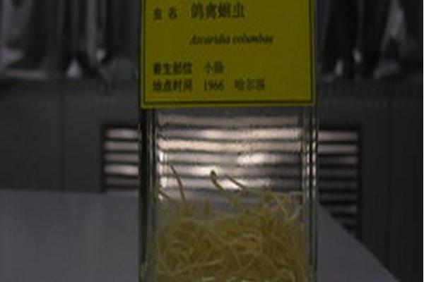 鴿禽蛔蟲 鴿禽蛔蟲