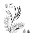 耀花豆 耀花豆