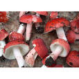 正紅菇