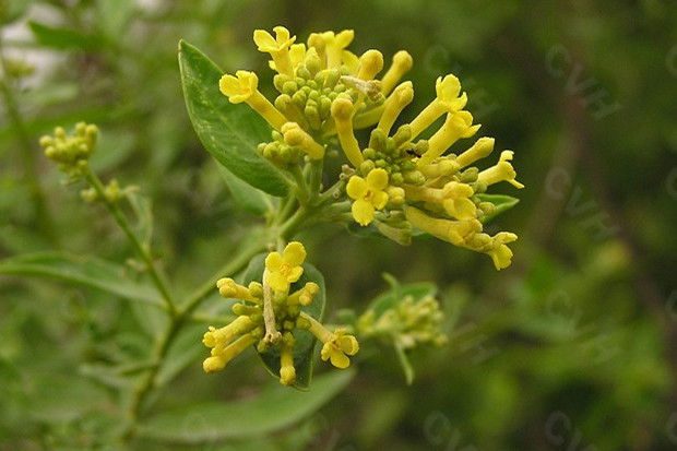 黃芫花(河溯蕘花) 黃芫花(河溯蕘花)