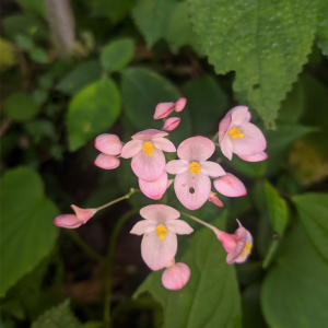 Begonia rubella
