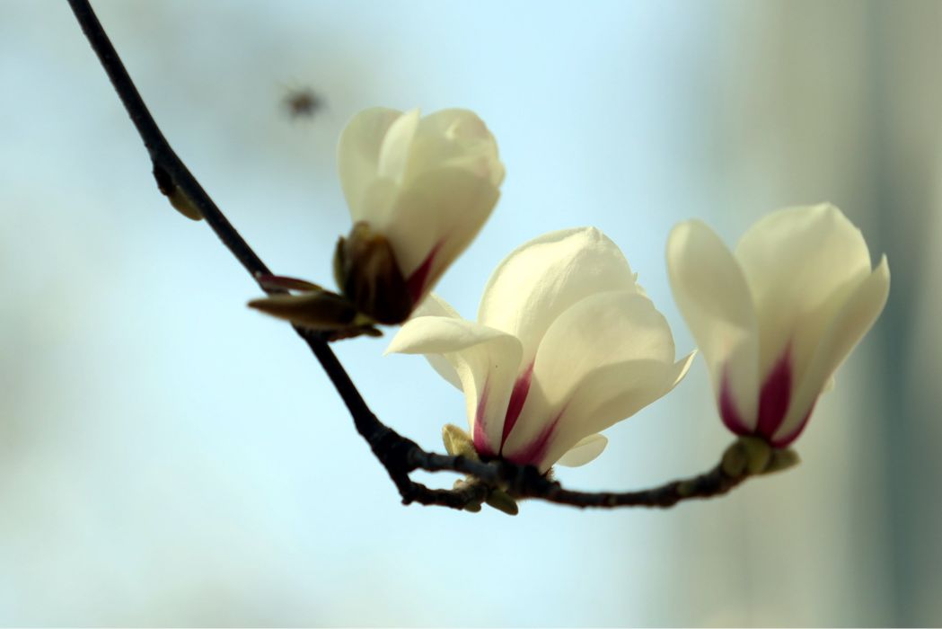 湖北玉蘭 湖北玉蘭