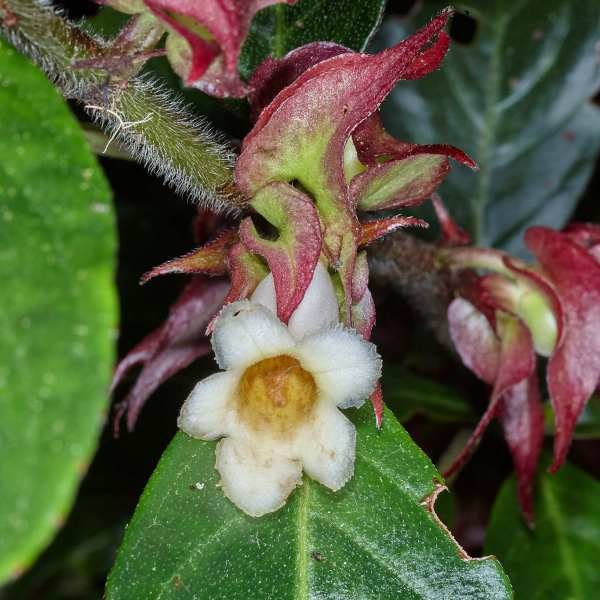 Drymonia oinochrophylla