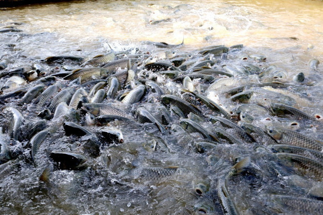 潯江魚 潯江魚