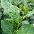 梅山烏龍茶