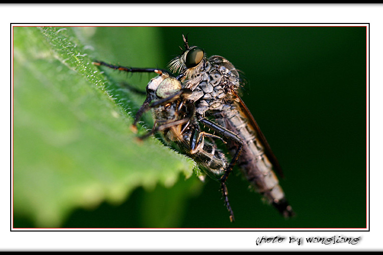 斜斑寬跗食蚜蠅