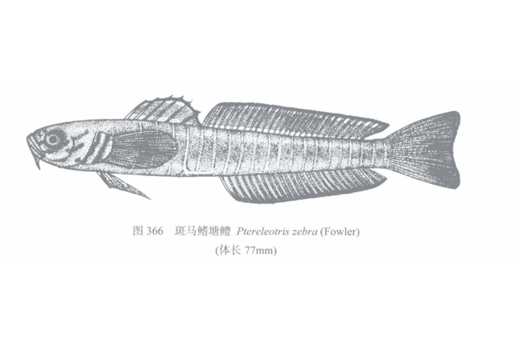 斑馬鰭塘鱧 斑馬鰭塘鱧
