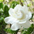 廣西清明花 廣西清明花