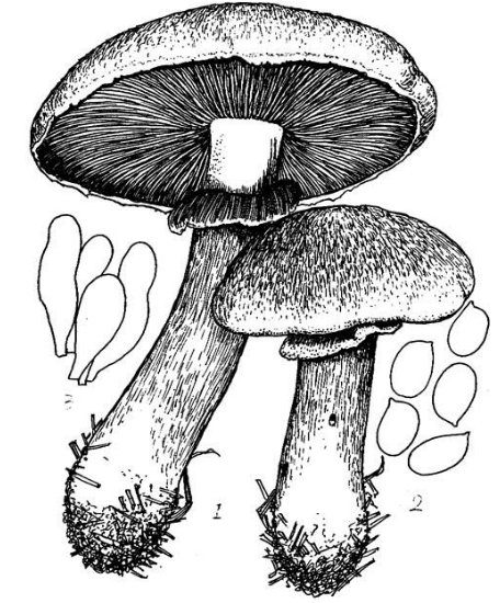 橙黃蘑菇 橙黃蘑菇