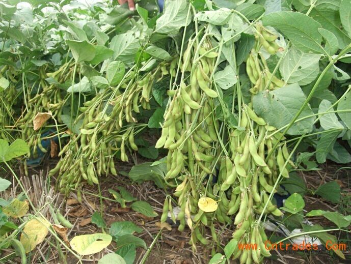 徐豆10號 徐豆10號