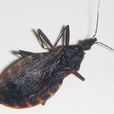 吸血昆蟲