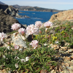 Armeria ruscinonensis