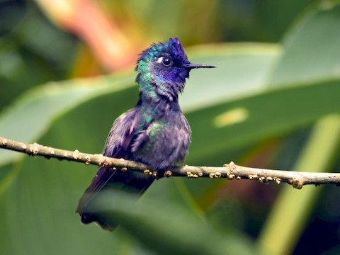 紫頭蜂鳥 紫頭蜂鳥