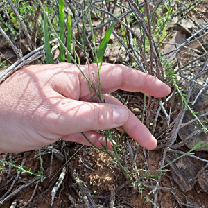 Polygala leptophylla
