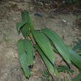 光葉仙茅 光葉仙茅