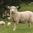 綿羊(哺乳綱動物)
