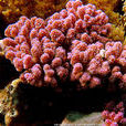 疣狀杯形珊瑚