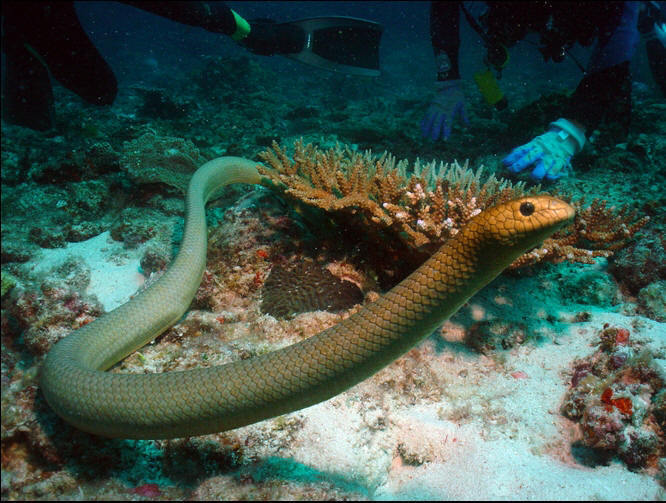 橄欖海蛇