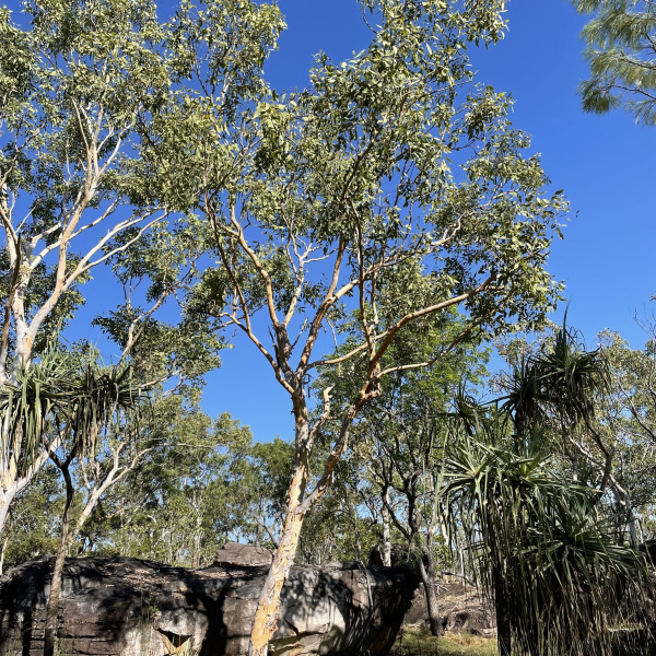 Eucalyptus apodophylla