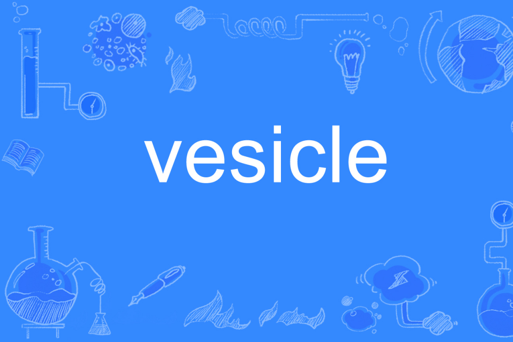 vesicle vesicle