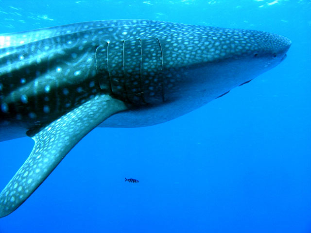 鯨鯊(鯨鮫)