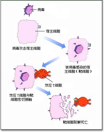 效應T細胞的殺傷作用過程示意圖