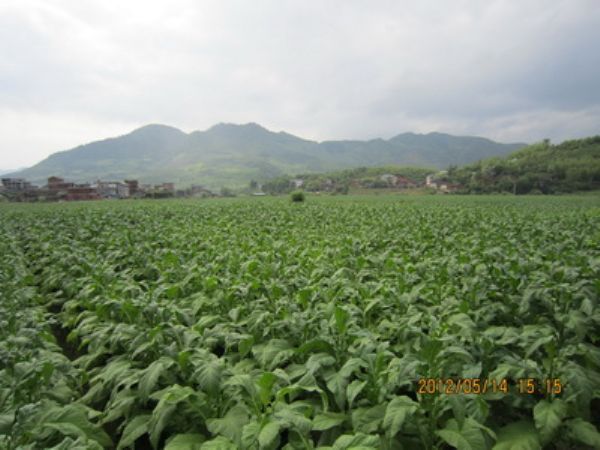 濠村村 濠村村