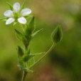小花無心菜 小花無心菜