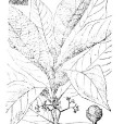 長苞紫珠 長苞紫珠
